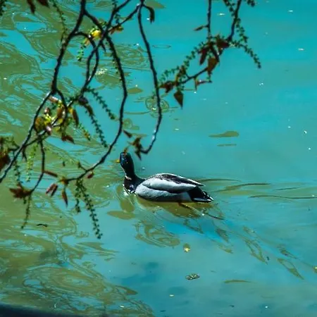 Un Nido Sul Fiume Lejlighed Ferrara